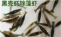 黑壳虾吃鱼粮吗