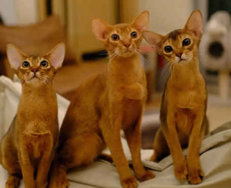 索马里猫长什么样？你们知道吗？