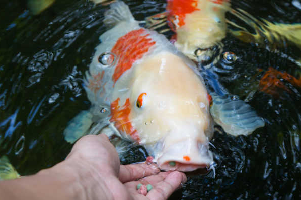锦鲤吃什么鱼粮