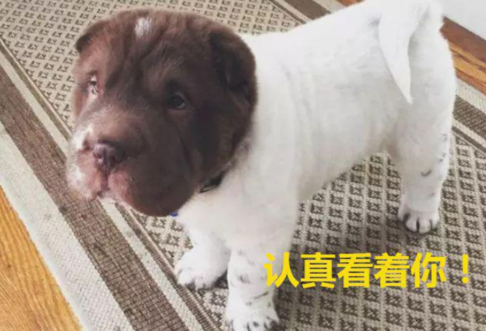 救助站领回一只狗，和原住民一样，查DNA后……