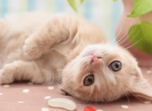 养宠小知识：小猫多久眼睛蓝膜才会退！