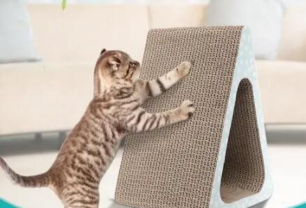猫咪为什么用猫抓板