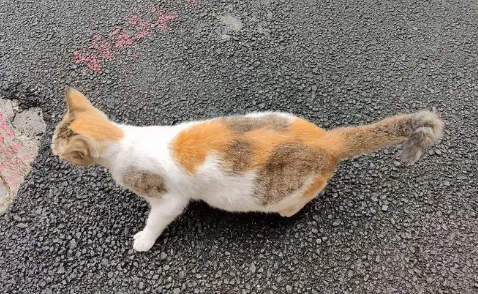 等待领养的流浪猫，用行动征服众人心，成功改变命运！