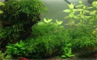 小鱼缸适合养什么水草好