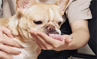 狗可以吃猫益生菌吗