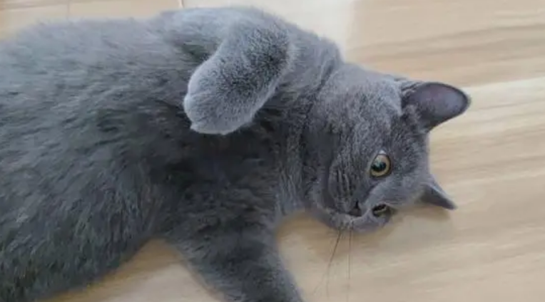 猫咪小课堂：猫怀孕多久能看出来？