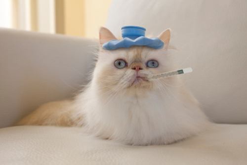 宠物猫感冒药有哪些