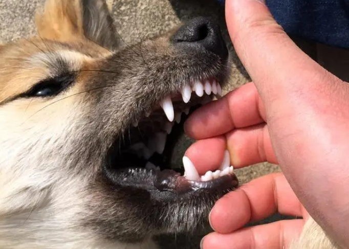 狗牙齿擦破皮是什么样？来看看吧