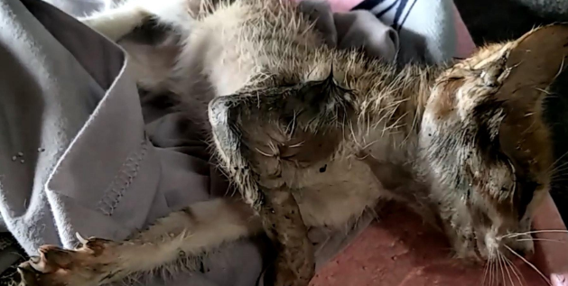 猫妈妈背着癫痫小猫“上门求救”，医生却说“送去安乐”
