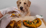 抖音喂狗的开饭了