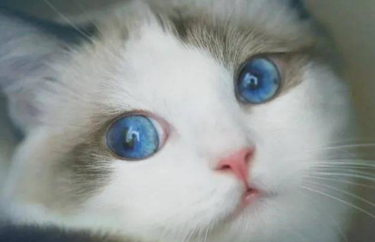 猫的眼睛为什么会变色？一文教会你！