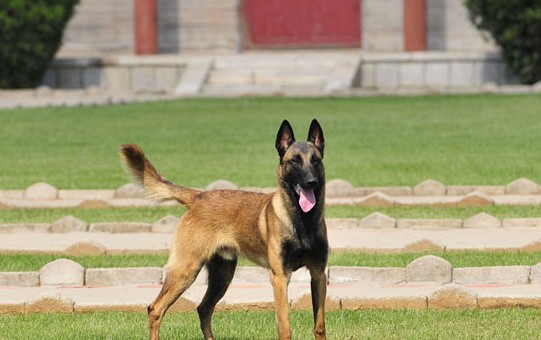 你们知道这个马犬丢了会认新主人吗？