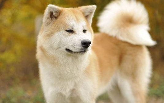 秋田犬和中华田园犬有什么区别，其实非常容易分辨呢