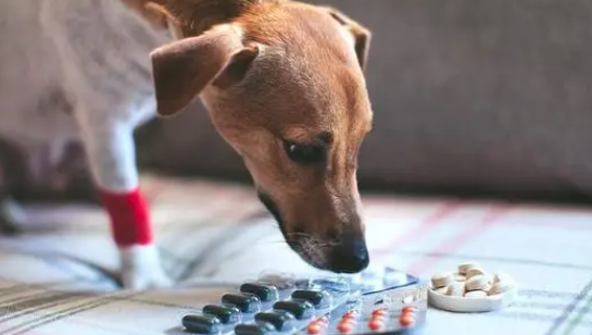 狗狗体内驱虫用什么好