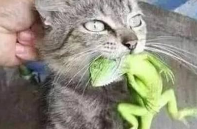 狸花猫咬住主人买的变色龙不松口,变色龙:锁我喉? 狸花猫咬住主人买的变色龙不松口,变色龙:锁我喉?