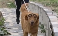 画眉毛的网红狗狗图片