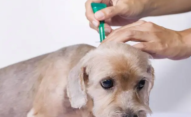 狗狗体内驱虫还是体外驱虫