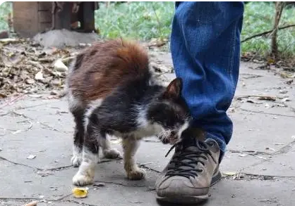 垂暮猫咪不停用头蹭着小哥 垂暮猫咪不停用头蹭着小哥