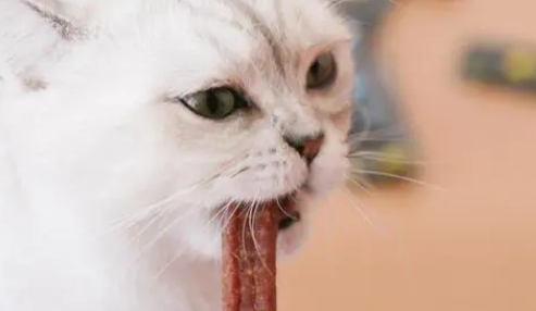 猫条哪里有卖的