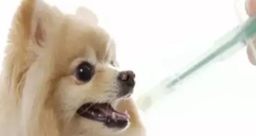 狗狗发热感冒吃什么药