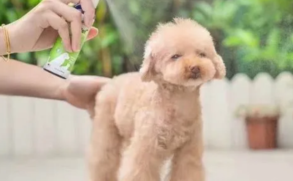 狗狗用体外驱虫吗