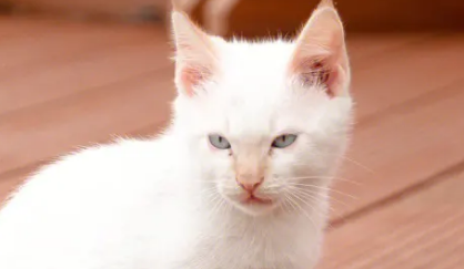 猫把主人当恋人的表现 猫会把主人当恋人吗？这一点大家要明白。