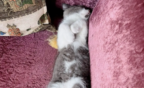 猫七七怎么火的