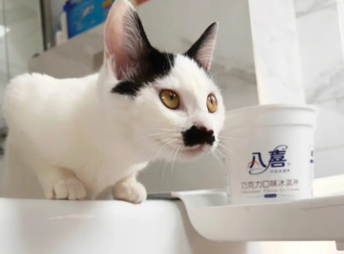 猫为什么喜欢看人洗脸？一文告诉你！