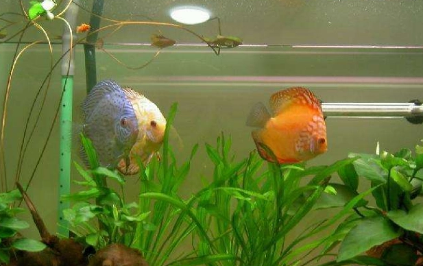 养鱼鱼缸的水浑浊怎么办