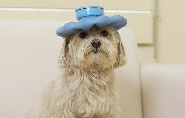 够狗狗感冒了吃什么药 够狗狗感冒了吃什么药