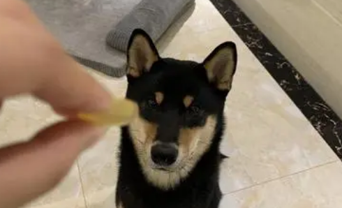给狗狗怎么吃鱼油