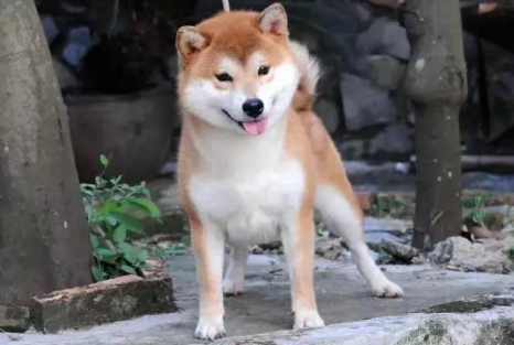 柴犬什么颜色贵？具体看这里！