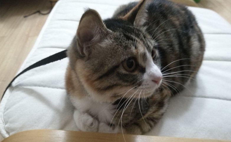 猫咪吐黄水吐猫粮是怎么回事?看完你就知道了 猫咪吐黄水吐猫粮是怎么回事?看完你就知道了