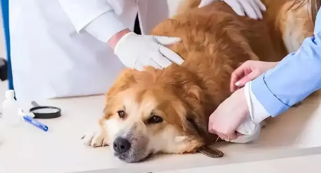 狗狗咳嗽可以体内驱虫吗