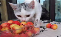 猫能吃水果吗?那得看是什么水果!