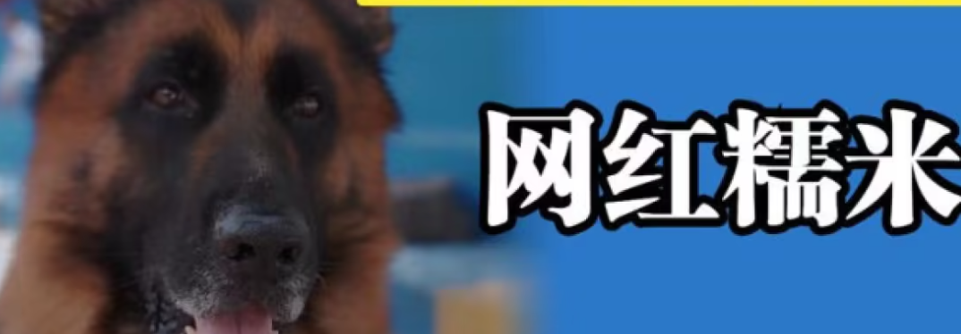 网红狗糯米死了