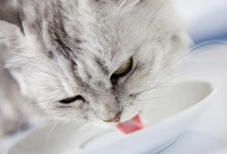 益生菌猫咪什么价格 益生菌猫咪什么价格
