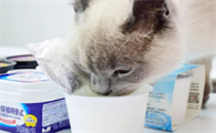 猫咪能吃的酸奶有哪些