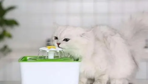 第一次养猫咪,有必要买个饮水机吗? 第一次养猫咪,有必要买个饮水机吗?