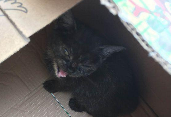 涨知识,土猫驱虫的便宜方法 涨知识,土猫驱虫的便宜方法