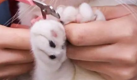 猫咪指甲剪推荐