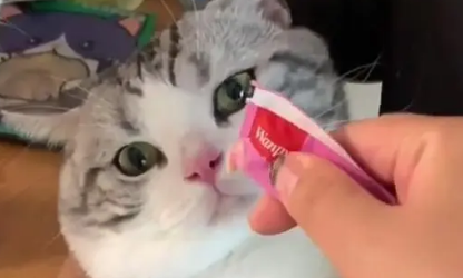 猫一天能吃多少猫条