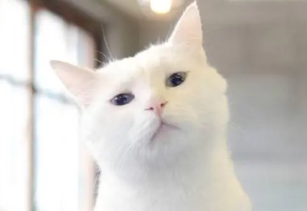 猫咪挑食不吃饭怎么办?本文为你解答 猫咪挑食不吃饭怎么办?本文为你解答