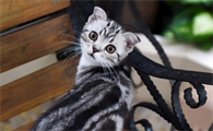 猫为什么蹭着蹭着就咬人?答案在这里!