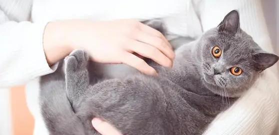 小猫几个月后不粘人？铲屎官看过来