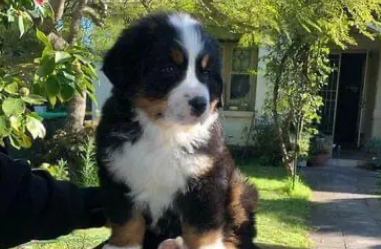 伯恩山犬怎么养？怎么养才好？
