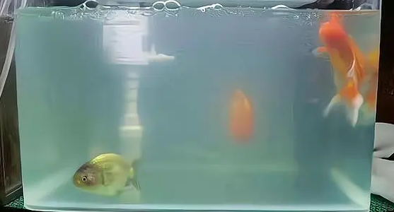 鱼缸的水质发白怎么办