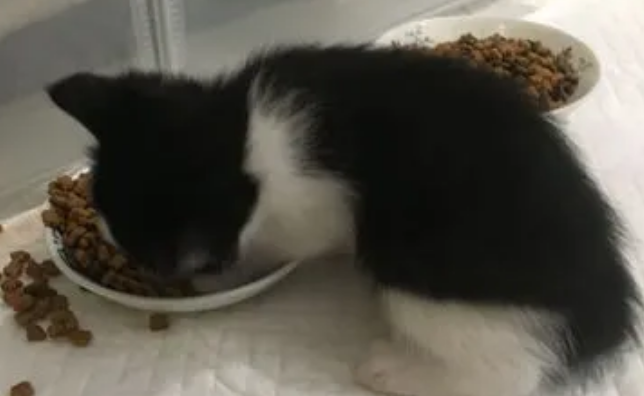 猫条可以拌猫粮吗