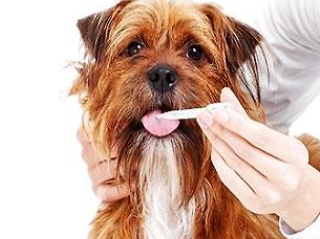 狗能用人的消炎药吗
