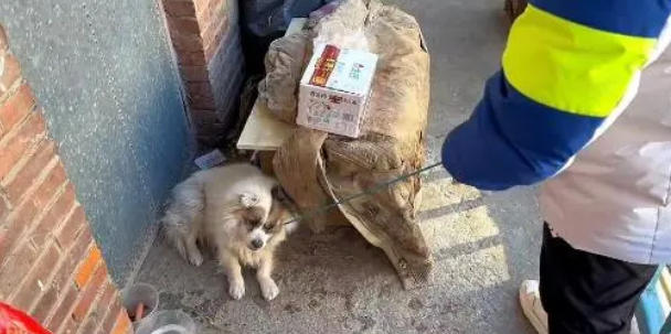 主人离世,狗狗依然守在门口,想要等他回来 主人离世,狗狗依然守在门口,想要等他回来